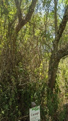 Sapium haematospermum