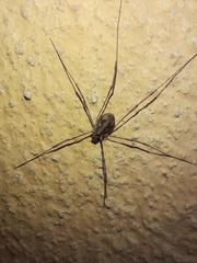 Phalangiinae
