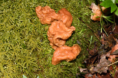 Gyromitra gigas