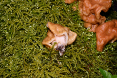 Gyromitra gigas