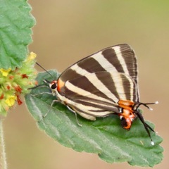 Panthiades bathildis
