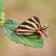 Panthiades bathildis