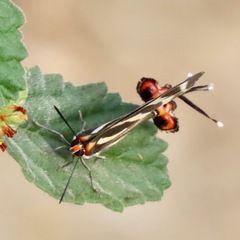 Panthiades bathildis