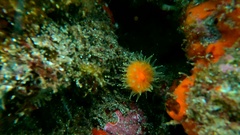 Balanophyllia regia