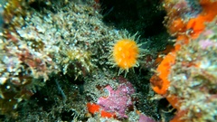 Balanophyllia regia