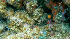 Balanophyllia regia
