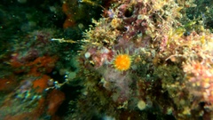 Balanophyllia regia