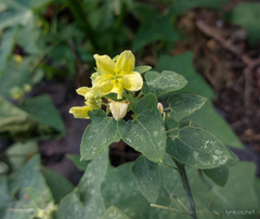 Bryonia verrucosa