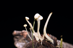 Hemimycena lactea