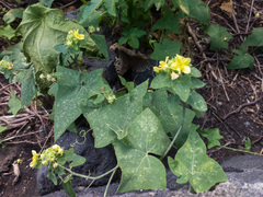 Bryonia verrucosa