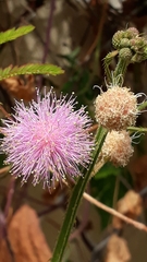 Mimosa diplotricha