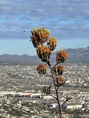 Agave capensis