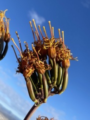 Agave capensis
