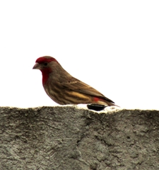 Haemorhous mexicanus