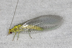 Calochrysa extranea