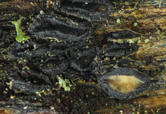 Pseudographis pinicola