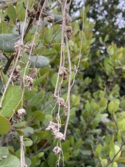 Cuscuta