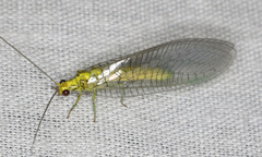 Calochrysa extranea