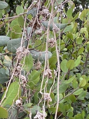 Cuscuta