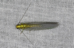 Calochrysa extranea