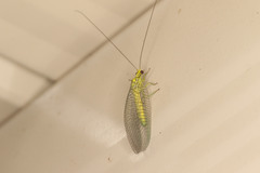 Calochrysa extranea