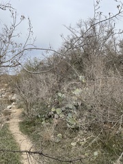 Passerella iliaca