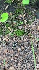 Bombus vancouverensis