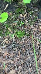 Bombus vancouverensis