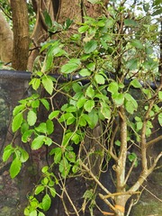 Causonis japonica