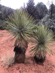 Yucca angustissima