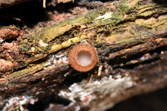 Humaria hemisphaerica