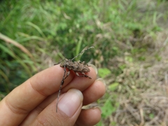 Steirastoma histrionicum