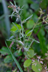 Gamochaeta antillana