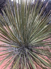 Yucca angustissima