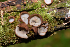 Humaria hemisphaerica