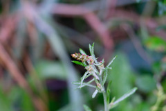 Gamochaeta antillana