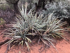 Yucca baccata