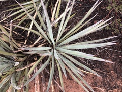 Yucca baccata