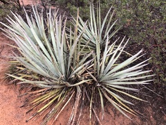 Yucca baccata