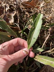 Leucanthemum maximum