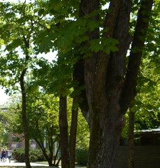 Aesculus hippocastanum