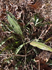 Leucanthemum maximum