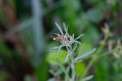 Gamochaeta antillana