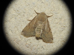 Conistra daubei