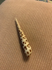 Terebra subulata