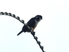 Microhierax fringillarius