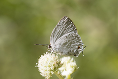 Ostrinotes sophocles