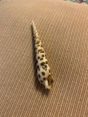 Terebra subulata