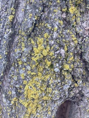 Candelaria concolor