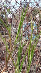 Setaria parviflora